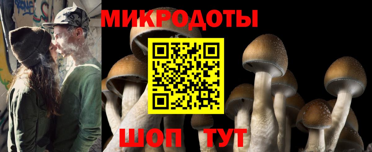 Псилоцибиновые грибы Psilocybe Обь